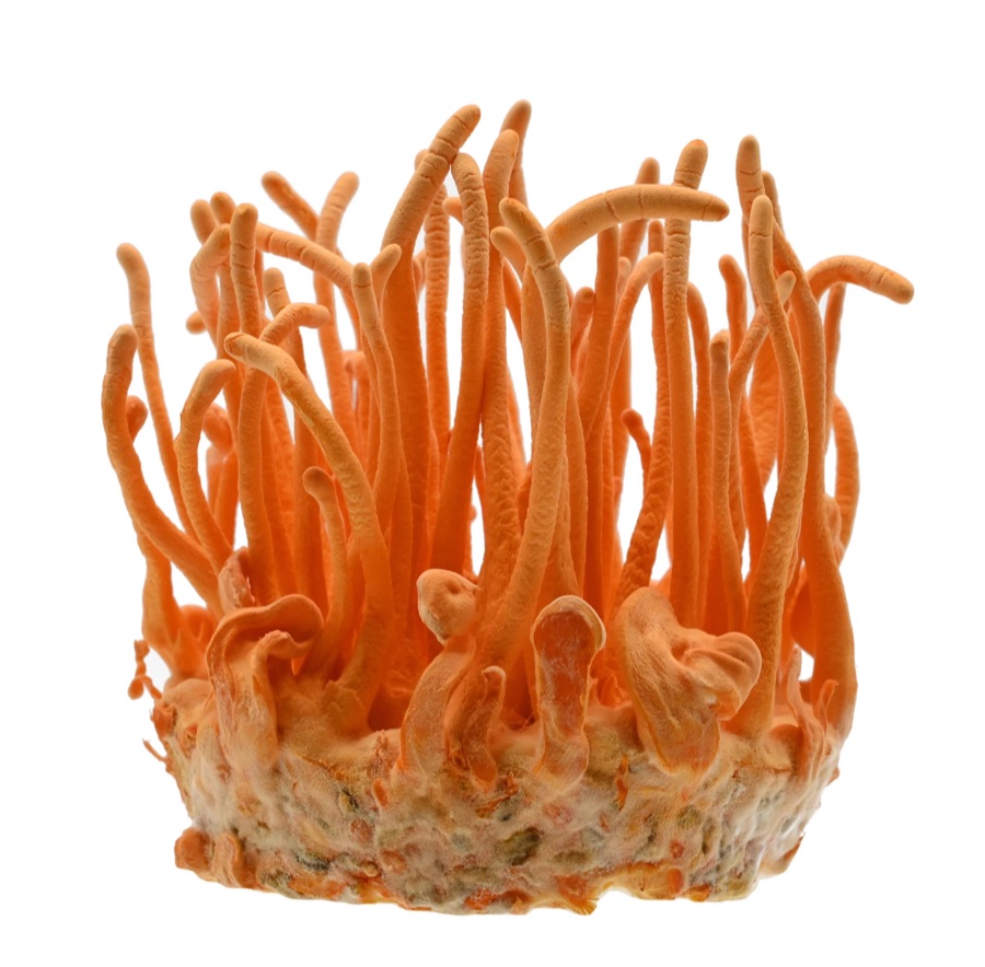 Cordyceps militaris mushrooms