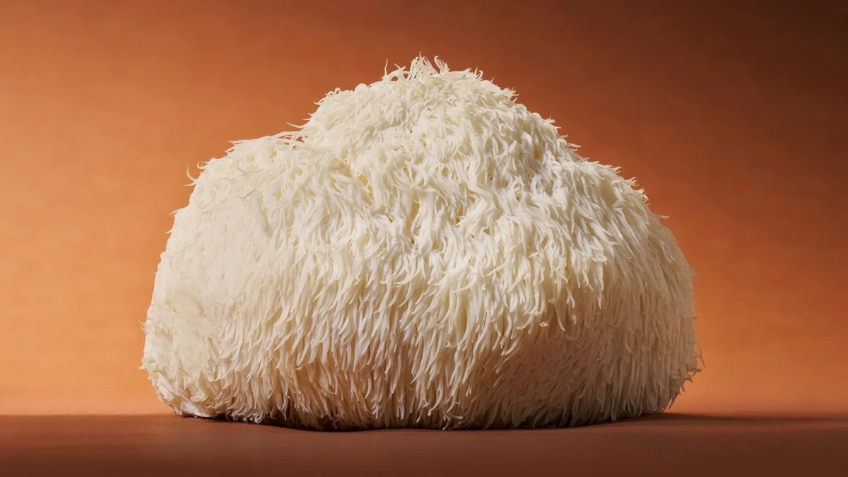 Lion's Mane mushroom