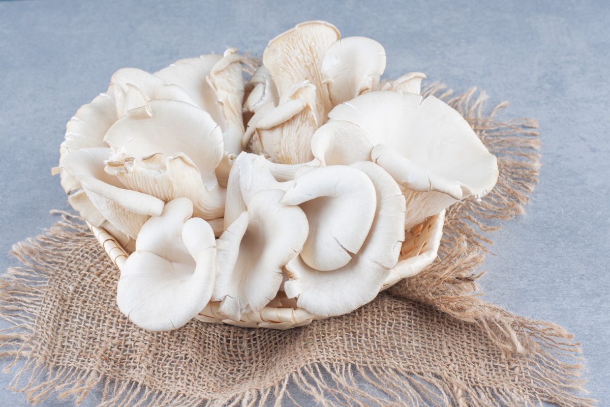 Oyster mushrooms cluster