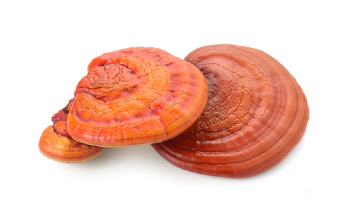 Reishi Ganoderma mushroom